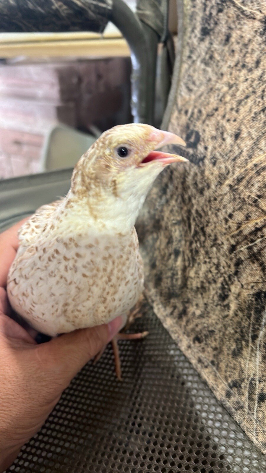 12 mix count Ginger and Cinamon Quail Coturnix hatching eggs