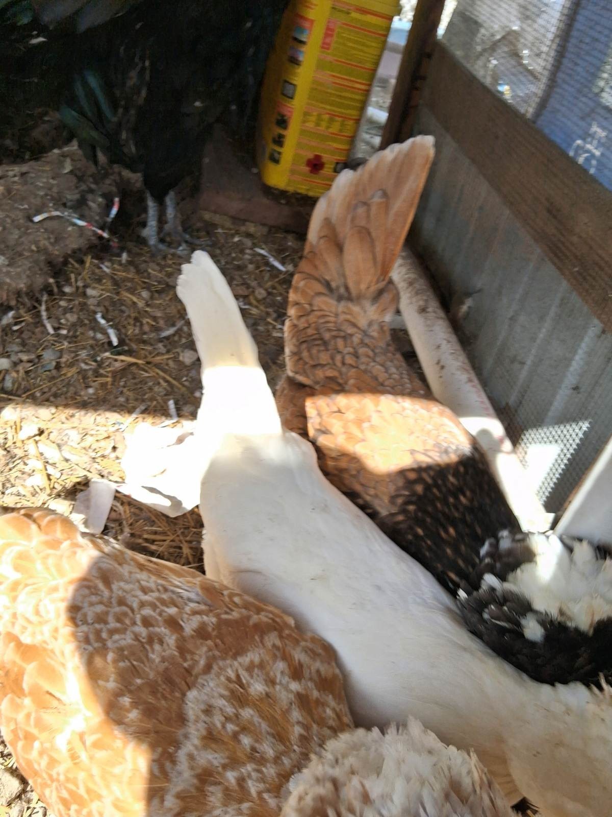 4 EA FERTILE CHICKEN PUREBRED POLISH HATCHING EGGS QUICK SHIP USPS PRIORITY MAIL