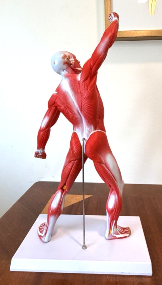Human Muscular structure Anatomy System Model with base