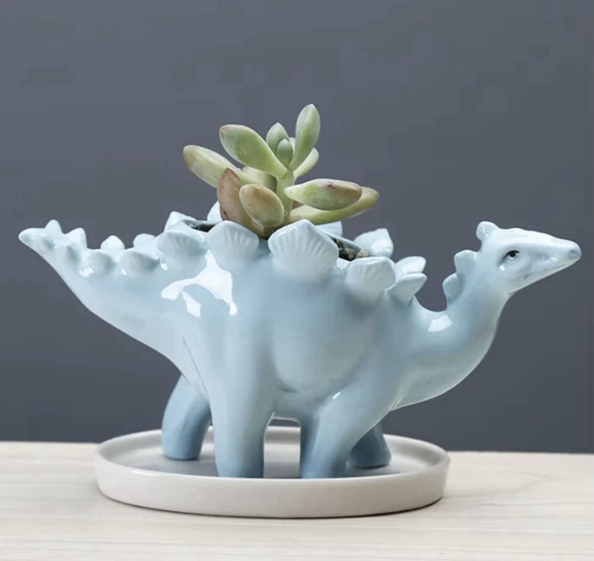 Blue Ceramic Stegosaurus shape Dinosaur Succulent Planter With Matching Tray