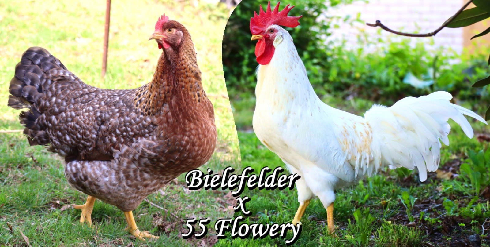 3+ (or 6+, 9+, 12+)  55 Flowery x Bielefelder Hatching Eggs - The Perfect Blend!