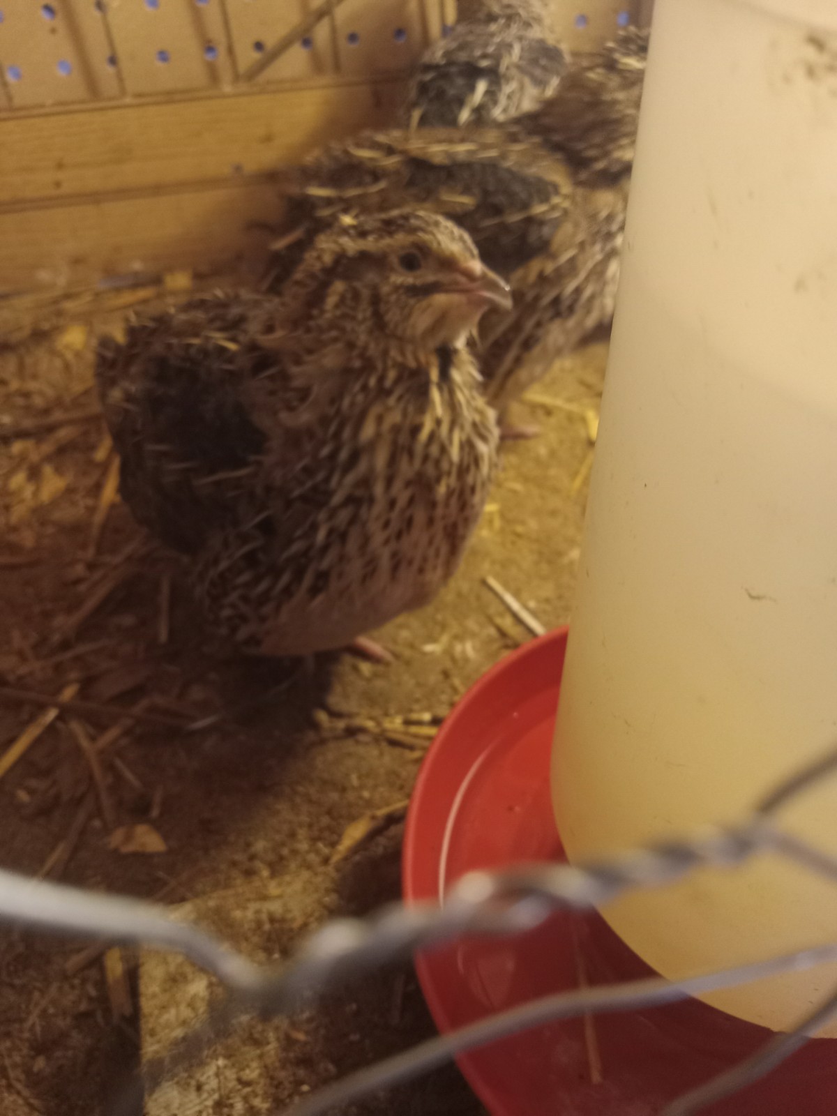 12 Jumbo Coturnix Quail Hatching Eggs - 3 color assortment!