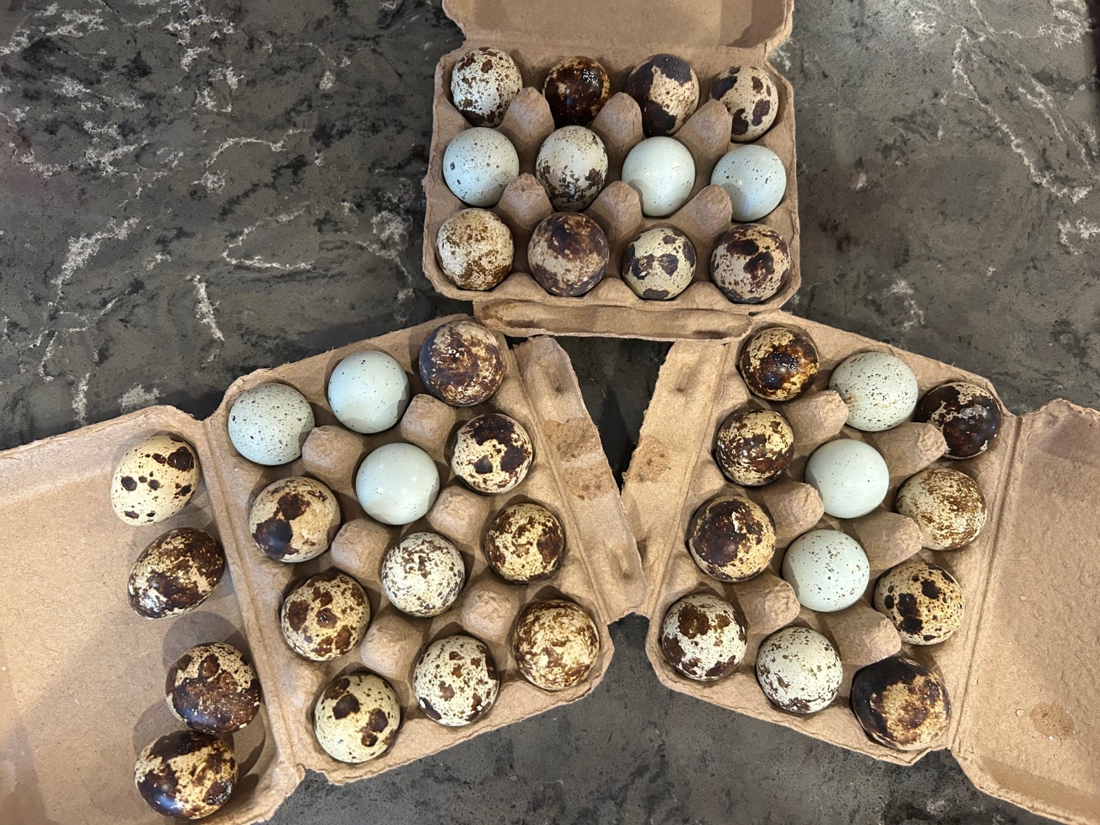 12 +Quail Hatching Eggs Cortunix/Celadon mix .  Mystery Of Beautiful Colors.