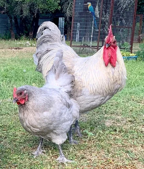 6+ Fertile Opal Legbar hatching eggs Rare Breed