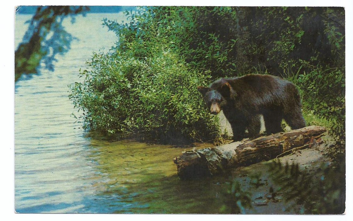 Black Bear Postcards Bears Wildlife