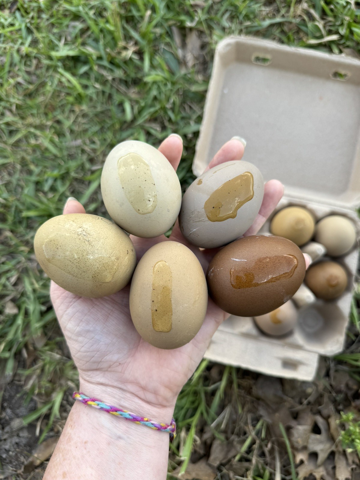 12+ Multigeneration Olive Egger Hatching Eggs Heavy Blooms/Speckles F1, BC1, BC2