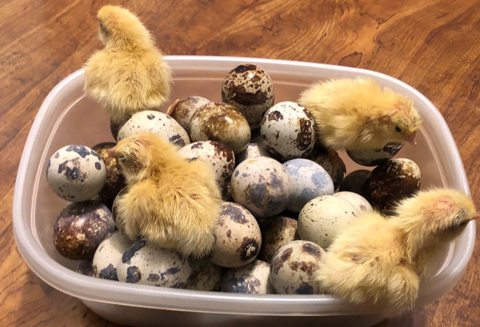 11+ Fertile Hatching Eggs Quail Coturnix Jumbo White Texas A&M Meat & Egg Birds
