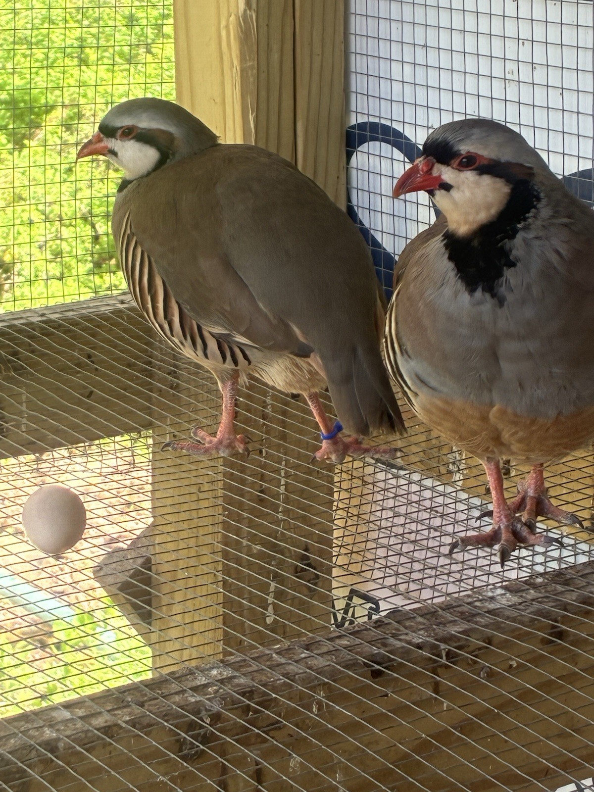 12 Chukar Hatching Eggs