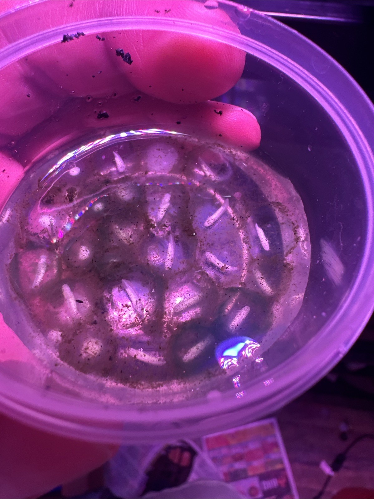 “Pre orders “Axolotl Fertile Hatching Eggs 🥚60count (GFP)