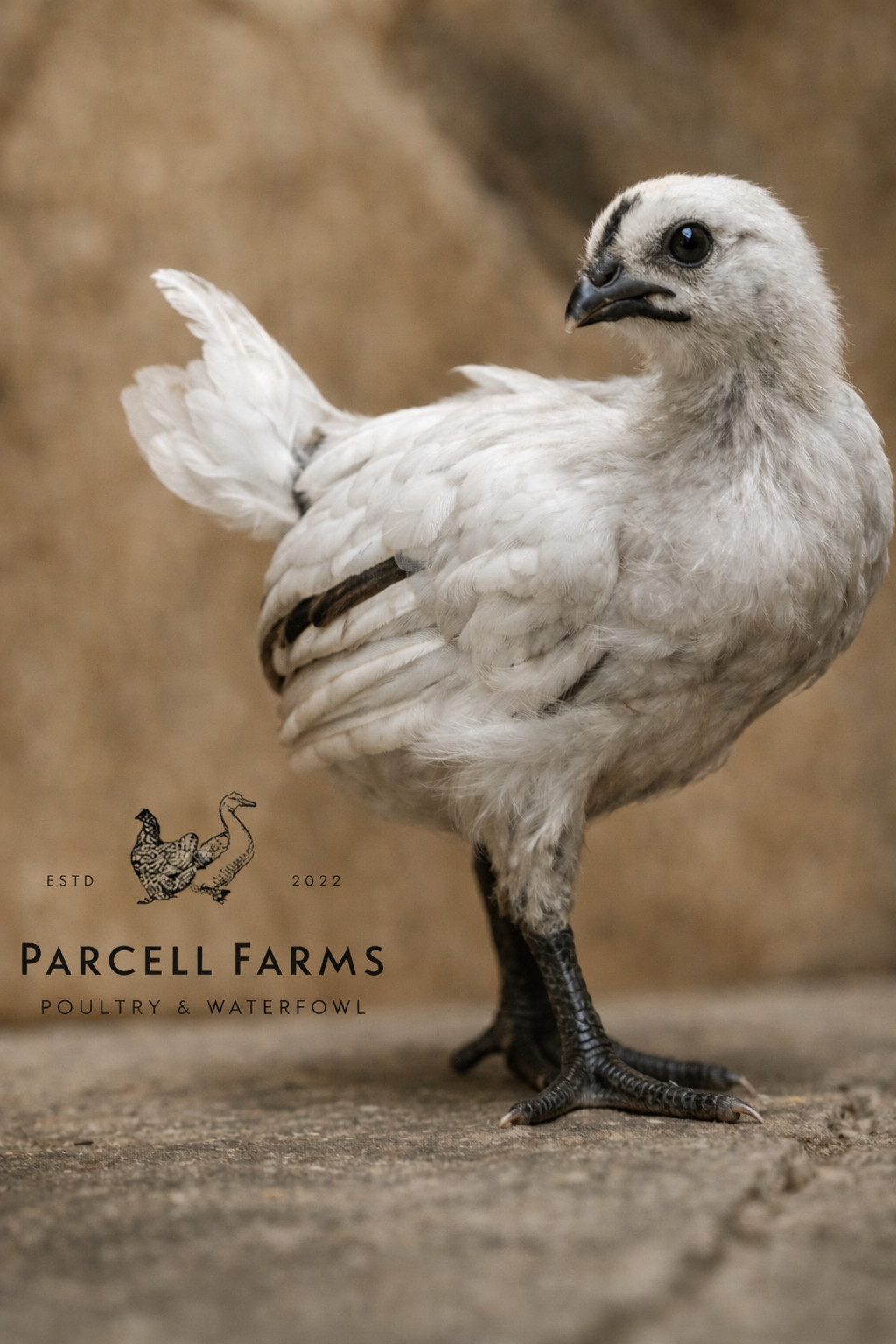 12+ Zombie Chick Fertile Eggs|Ayam CemanixLeghorn|NPIP Certified|US Domestic