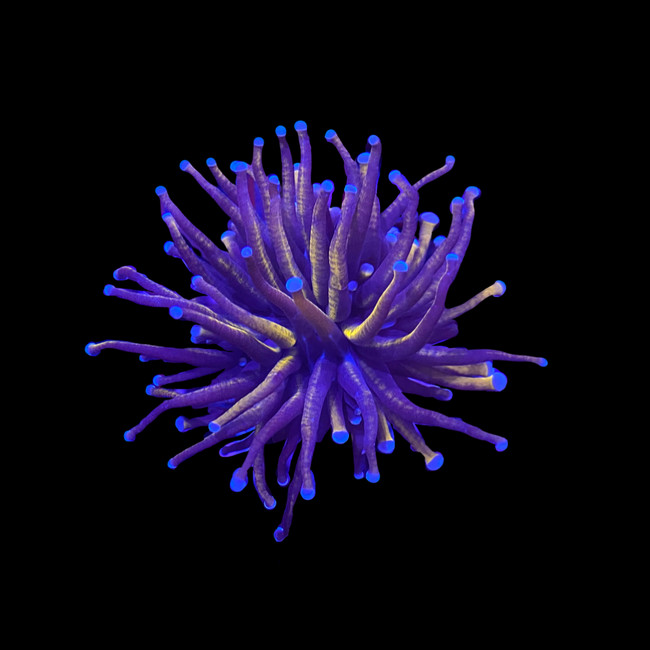 Gold Torch “New York Knicks” (3/4" - 2") 1-2 Heads - SAQ Coral Farm