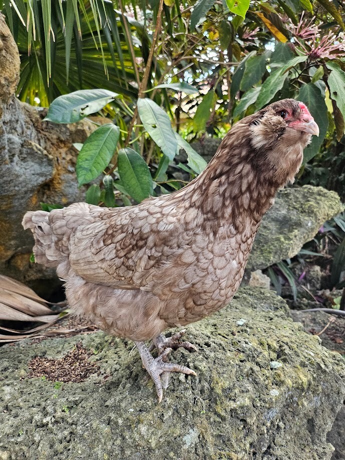 (6) Mauve and Chocolate Ameraucana Hatching Eggs - Possible Mottled Split!