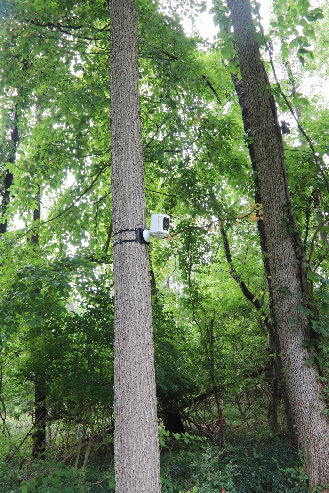 RING Spotlight Cam / Cam Pro - Tree Mount