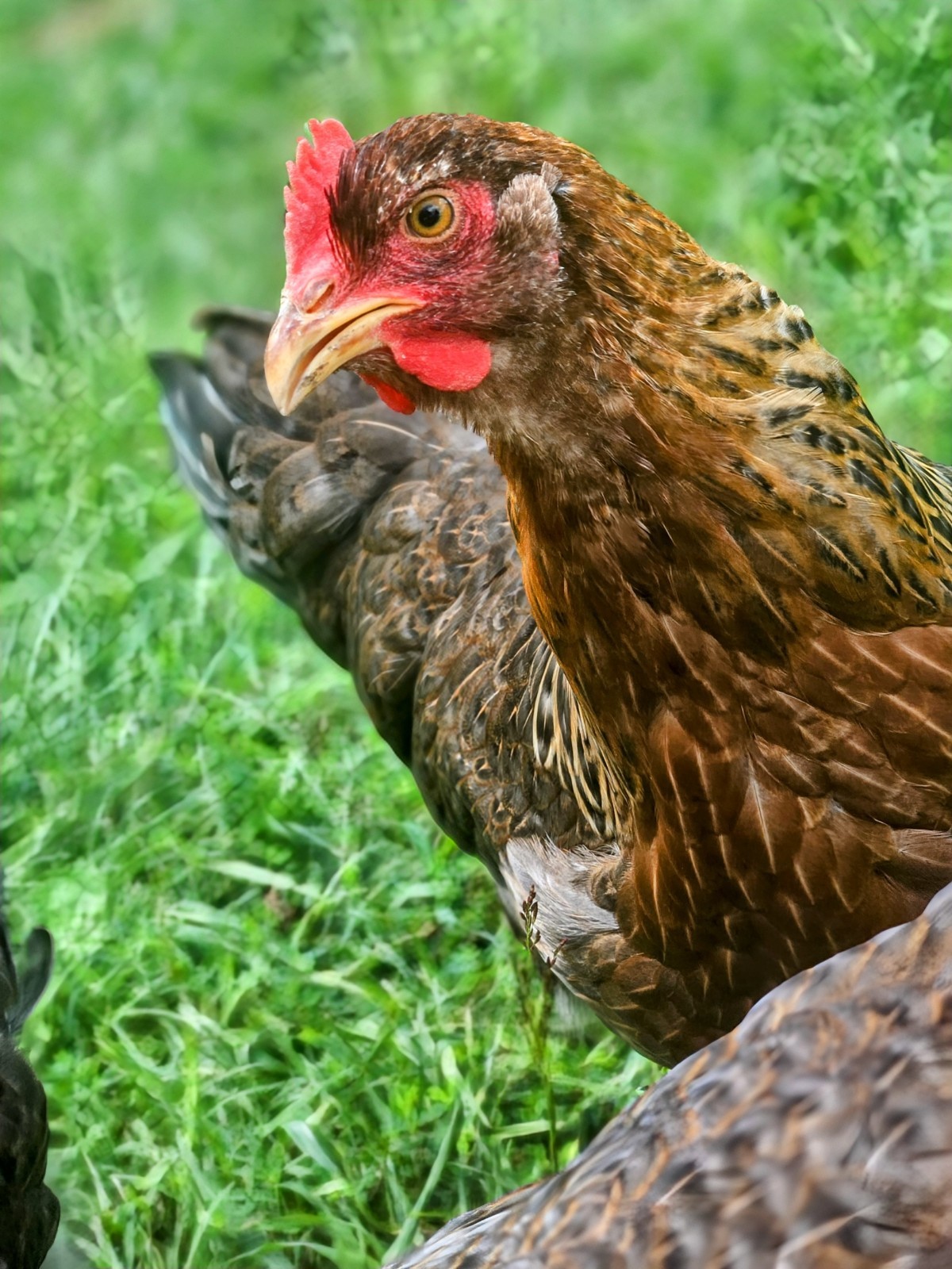 Bielefelder Kennhuhn 8+ Hatching Eggs