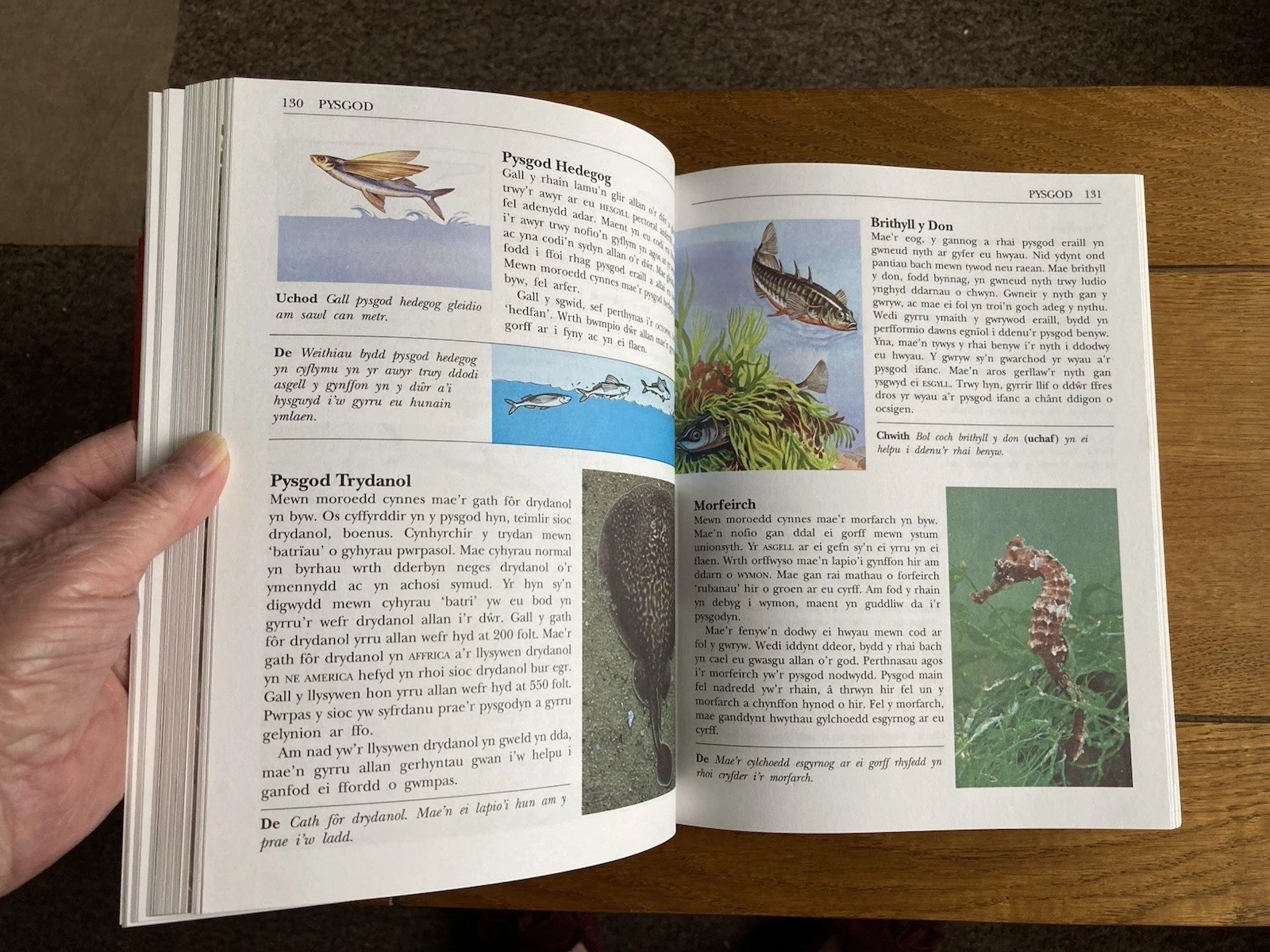 Welsh Language Encyclopaedia