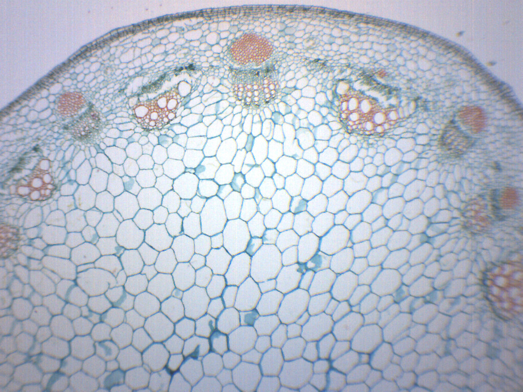 Dicot Stem, CS - Prepared Microscope Slide - 75x25mm - Eisco Labs