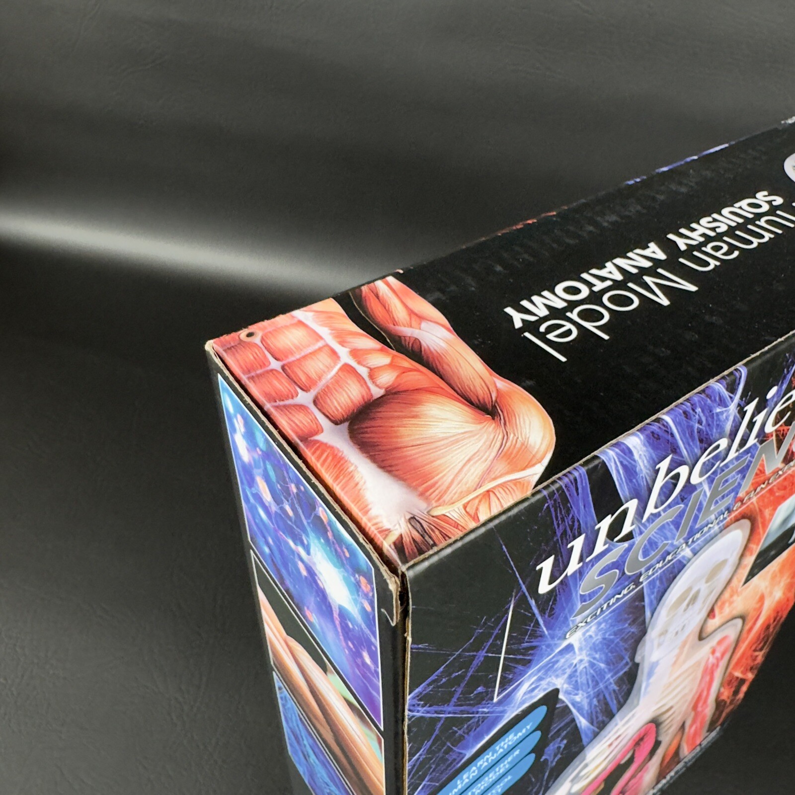 Unbelievable Science Human Model Squishy Anatomy Skeleton, Organs, Arm Muscle ..