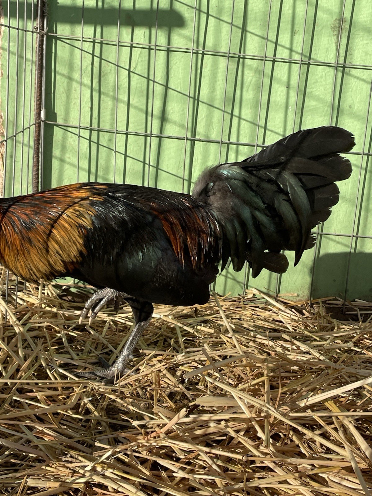 6+ Chicken Hatching Eggs