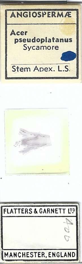 Sycamore Acer pseudoplatanus Stem Apex Microscope Slide by Flatters & Garnett