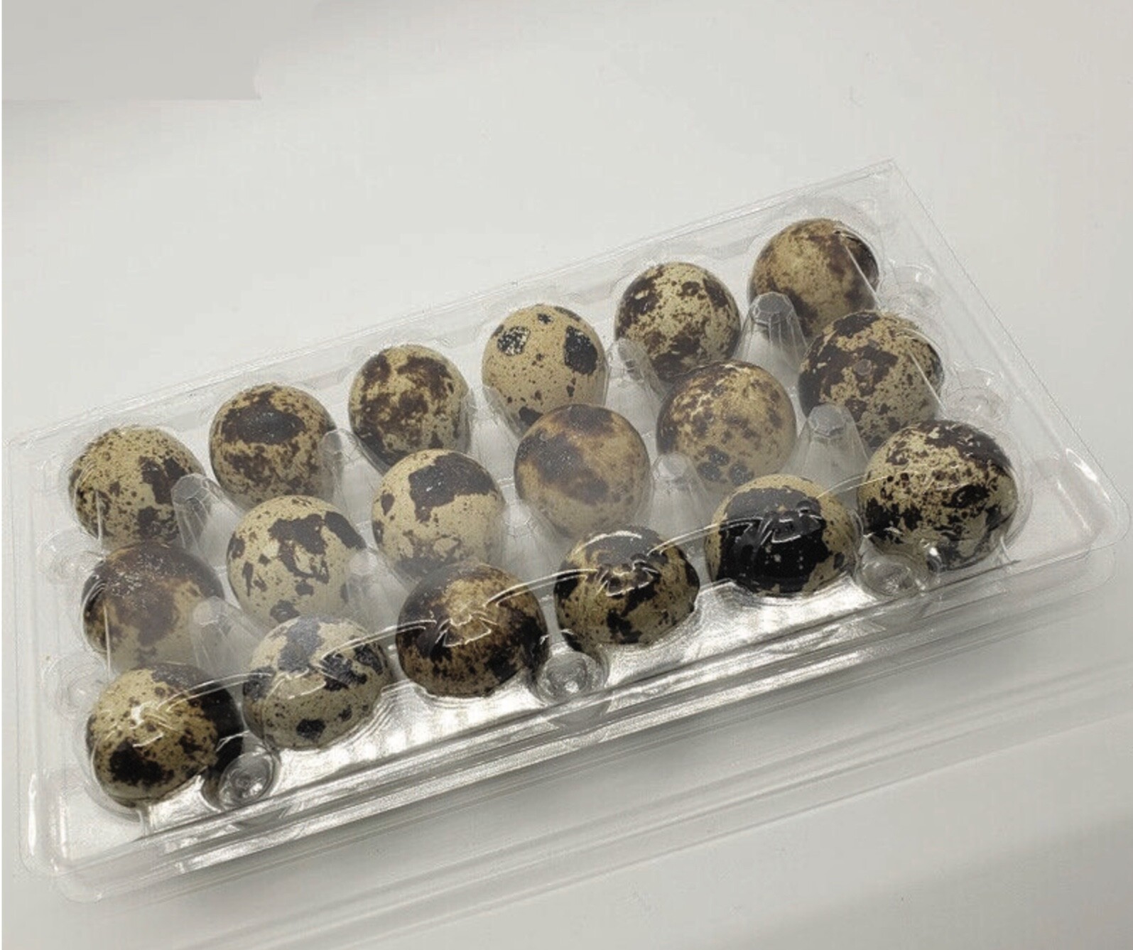 JUMBO Quail Egg Cartons (100 packs) Holds 18 Eggs Secure Snap Close!