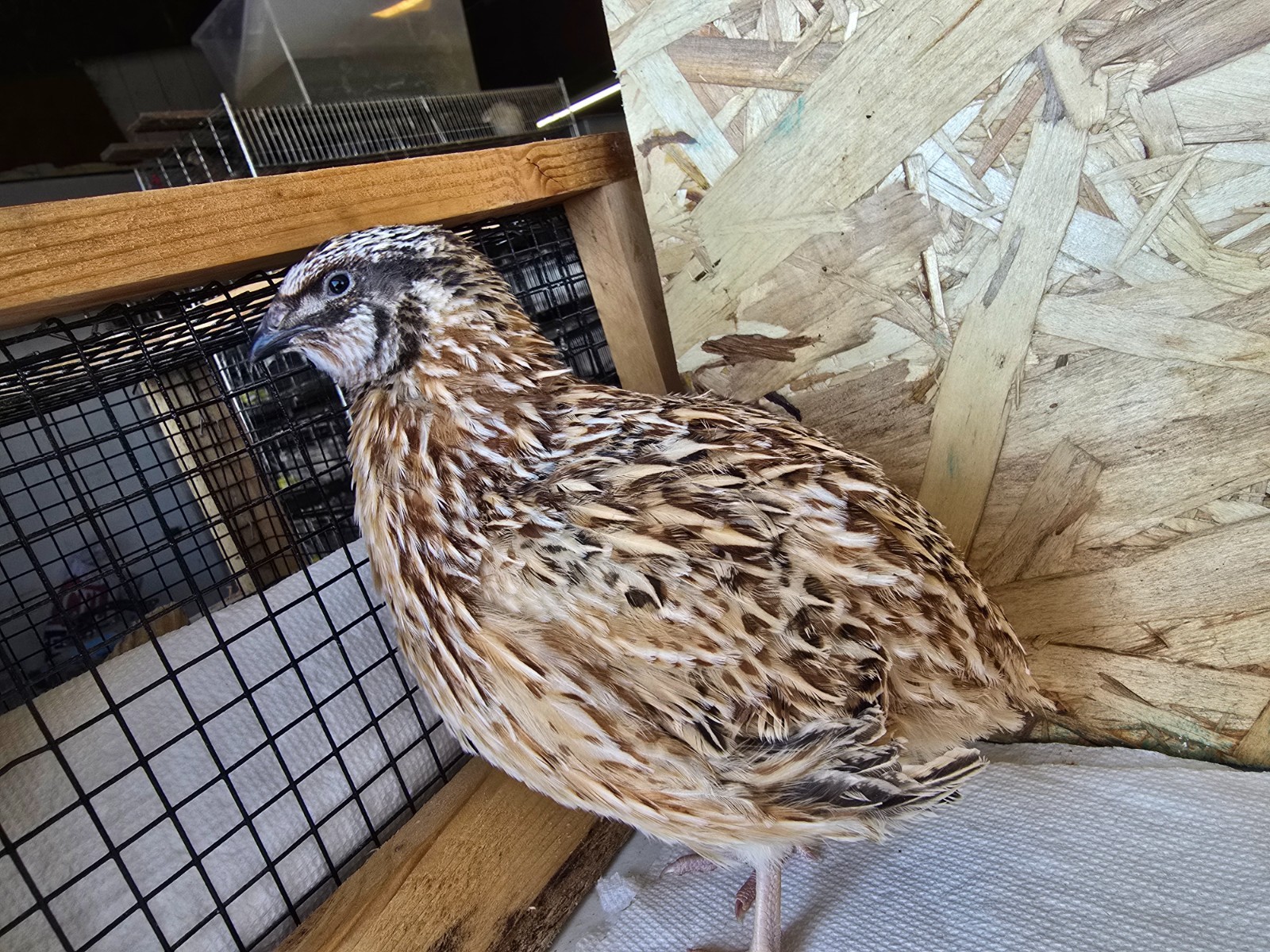 Variety Coturnix Quail Hatching Eggs