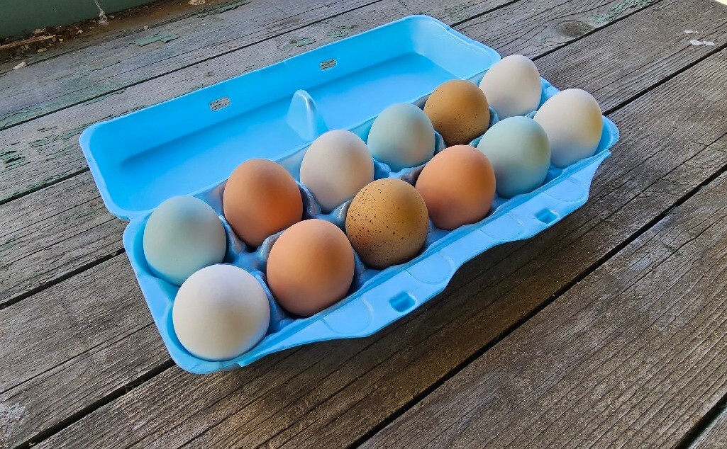 Styrofoam Bulk Egg Cartons (50 pack) (Dirty, Damage)