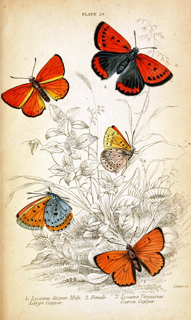Chart Needlework Craft DIY Counted Cross Stitch Patterns - Five Butterflies