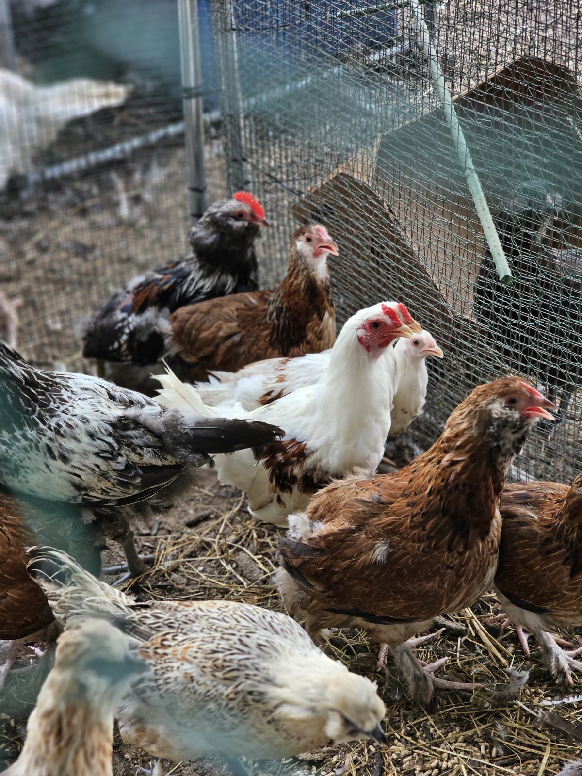 12+ bantam/easter egger cross, possible purebreeds!!