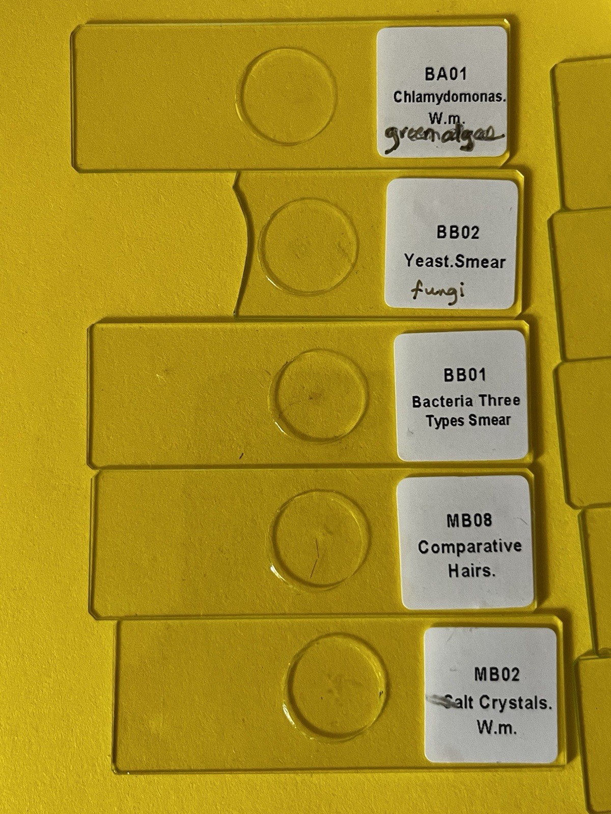 14 Prepared Slides w/Plastic Box in Basic Science Set A (Biology)
