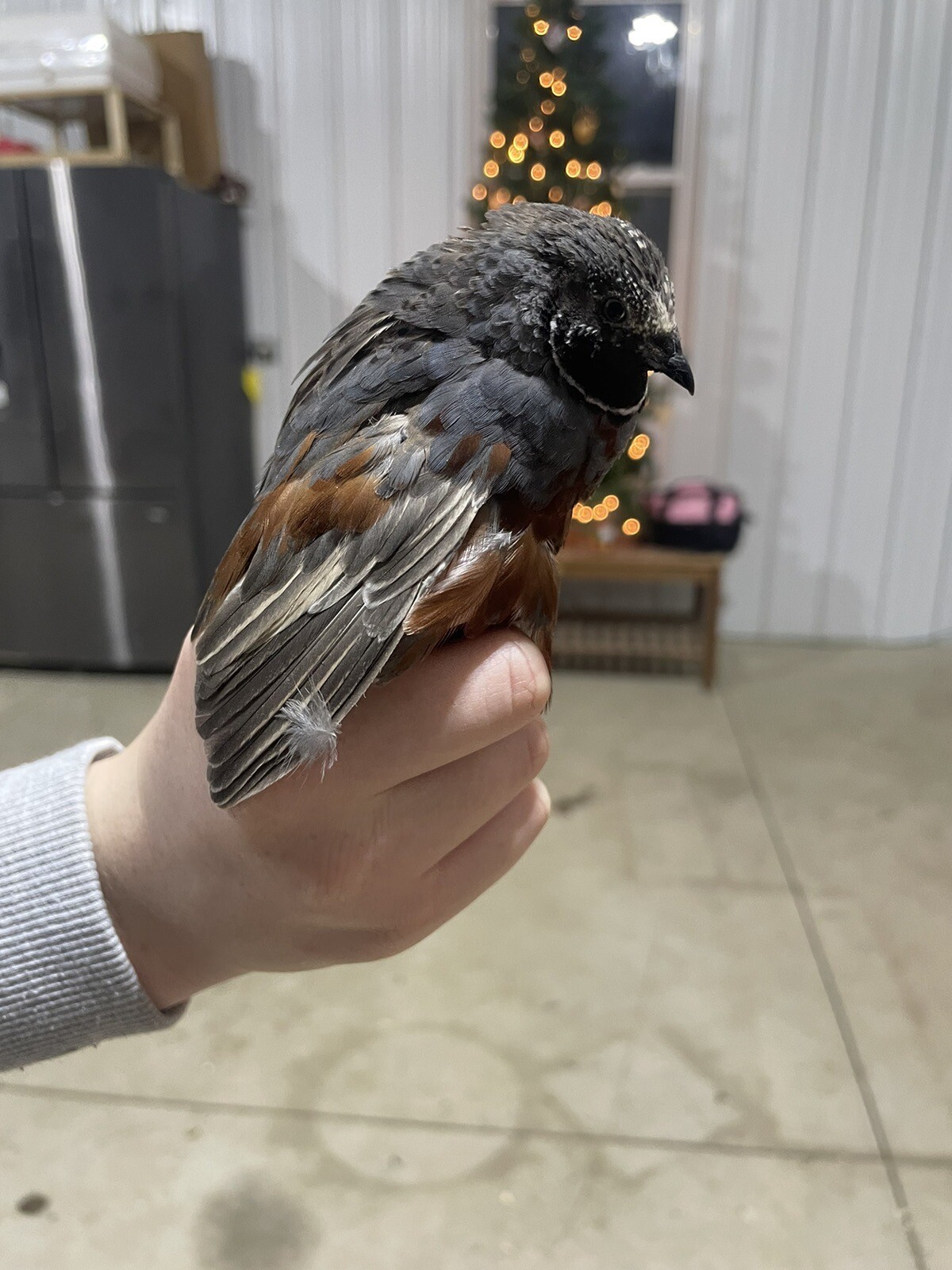 12 Fertile Button Quail Hatching Eggs