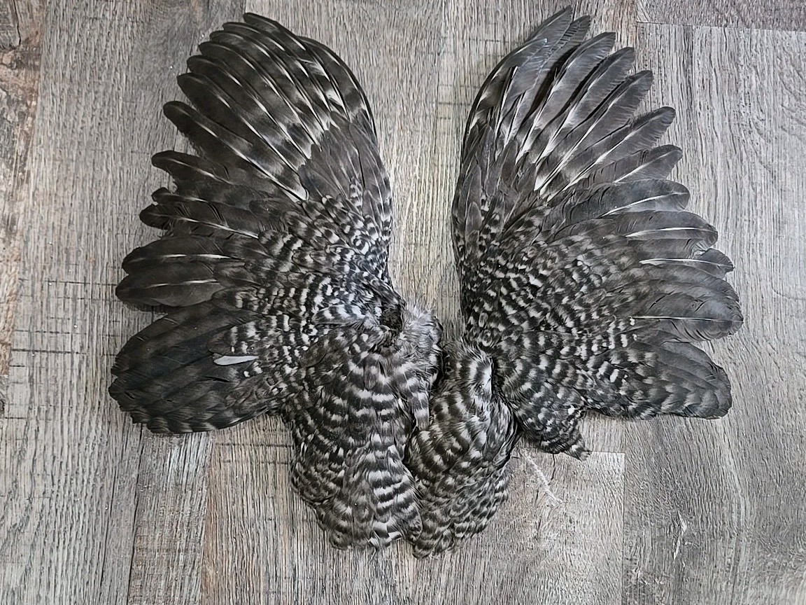 Grizzly Hen Wings Craft Art fly tying soft hackle feathers Taxidermy Materials