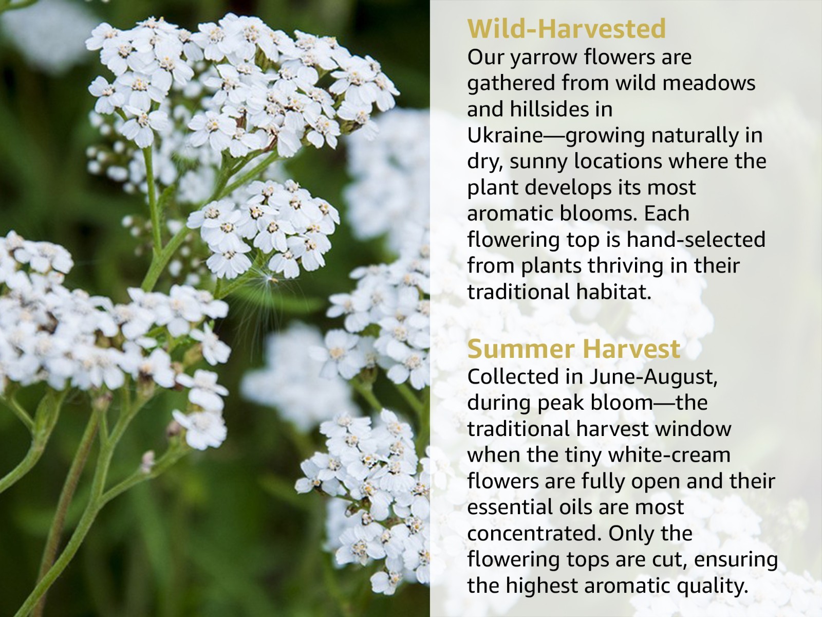Dried Yarrow Flowers Achillea Millefolium Loose Leaf Herbal Tea Caffeine Free