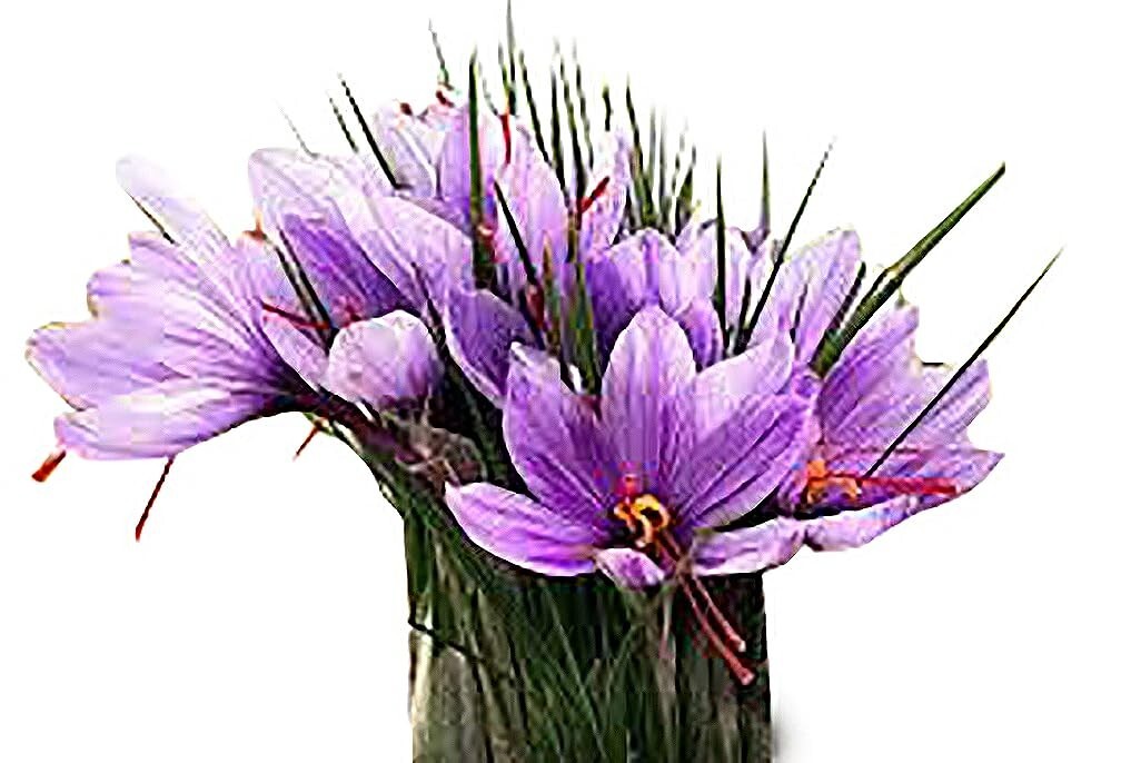 10 Saffron Corms