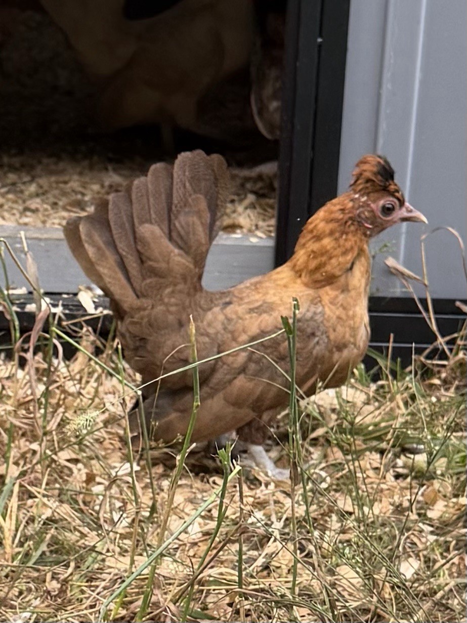 6 Kikiriki Hatching Eggs 🐣 Tiny Chickens From Puerto Rico