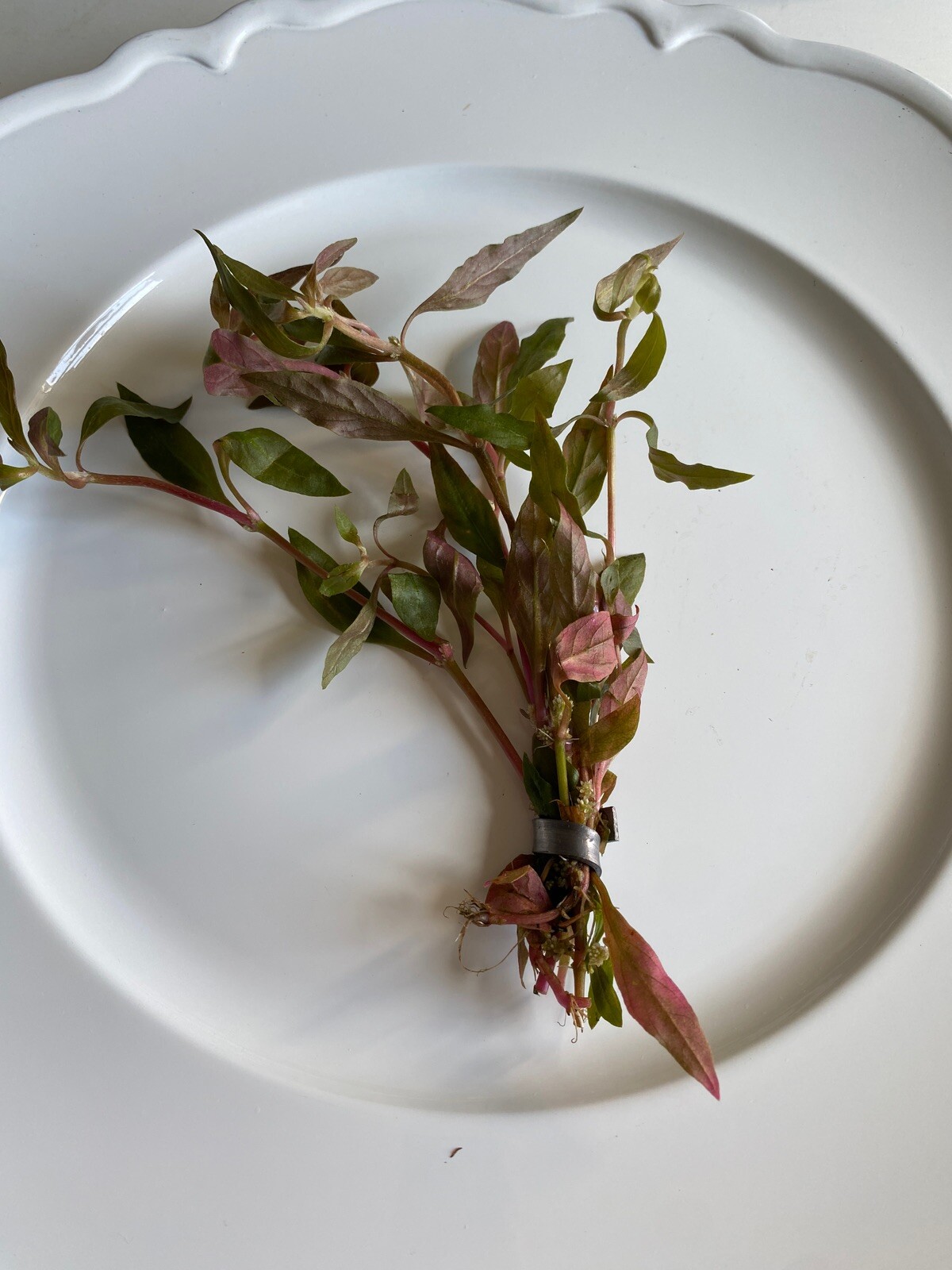 BUY 2 GET 1 FREE- Scarlet Temple Live Aquatic Plant- Beautiful Pink Plant!