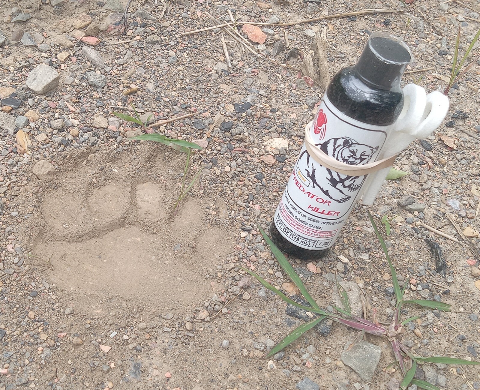 PREDATOR KILLER Bear Attractant