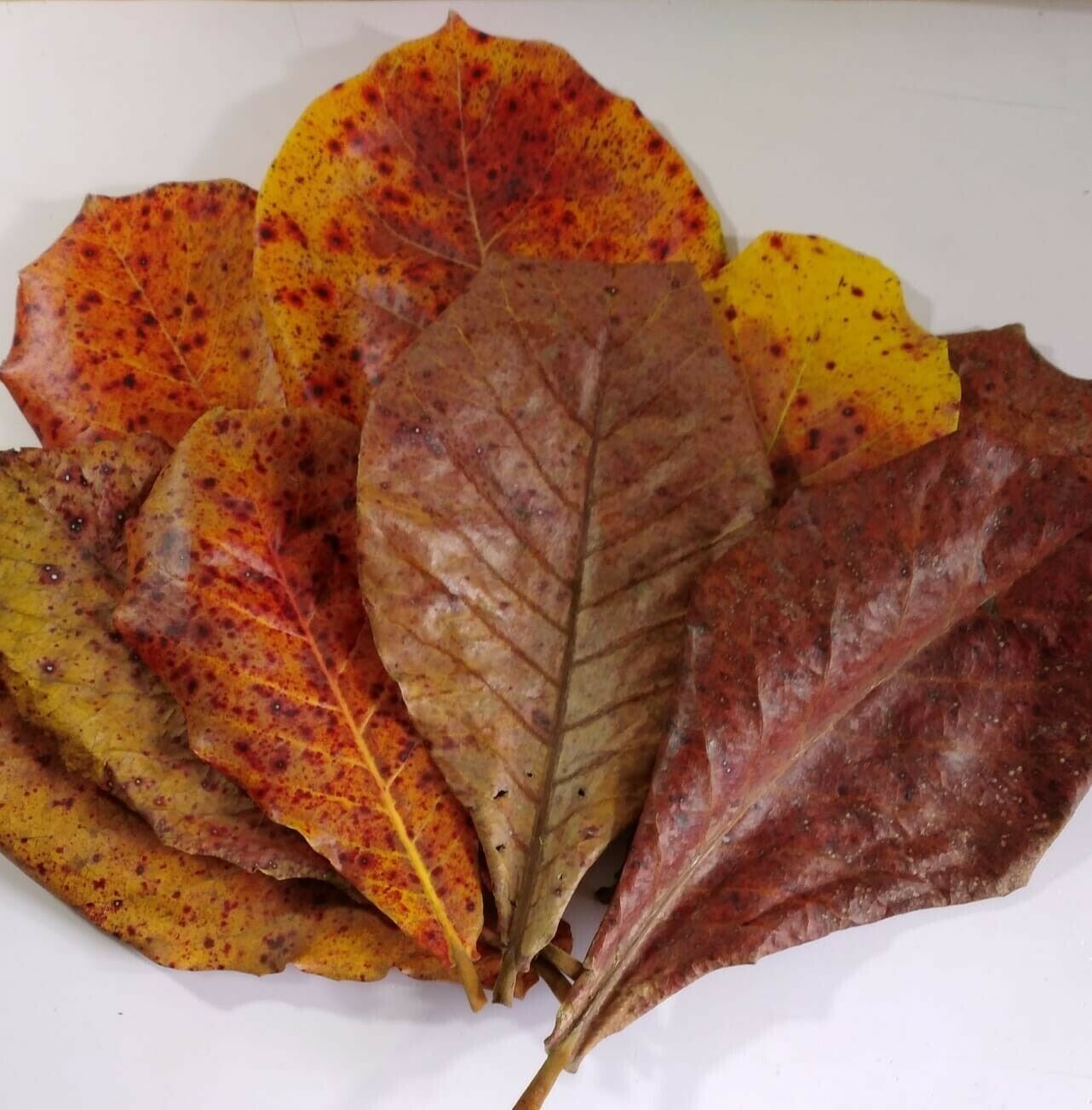 30PCS Almond Leaves Fish Aquarium Care Catappa Indian Ketapang Leaf Shrimp Betta