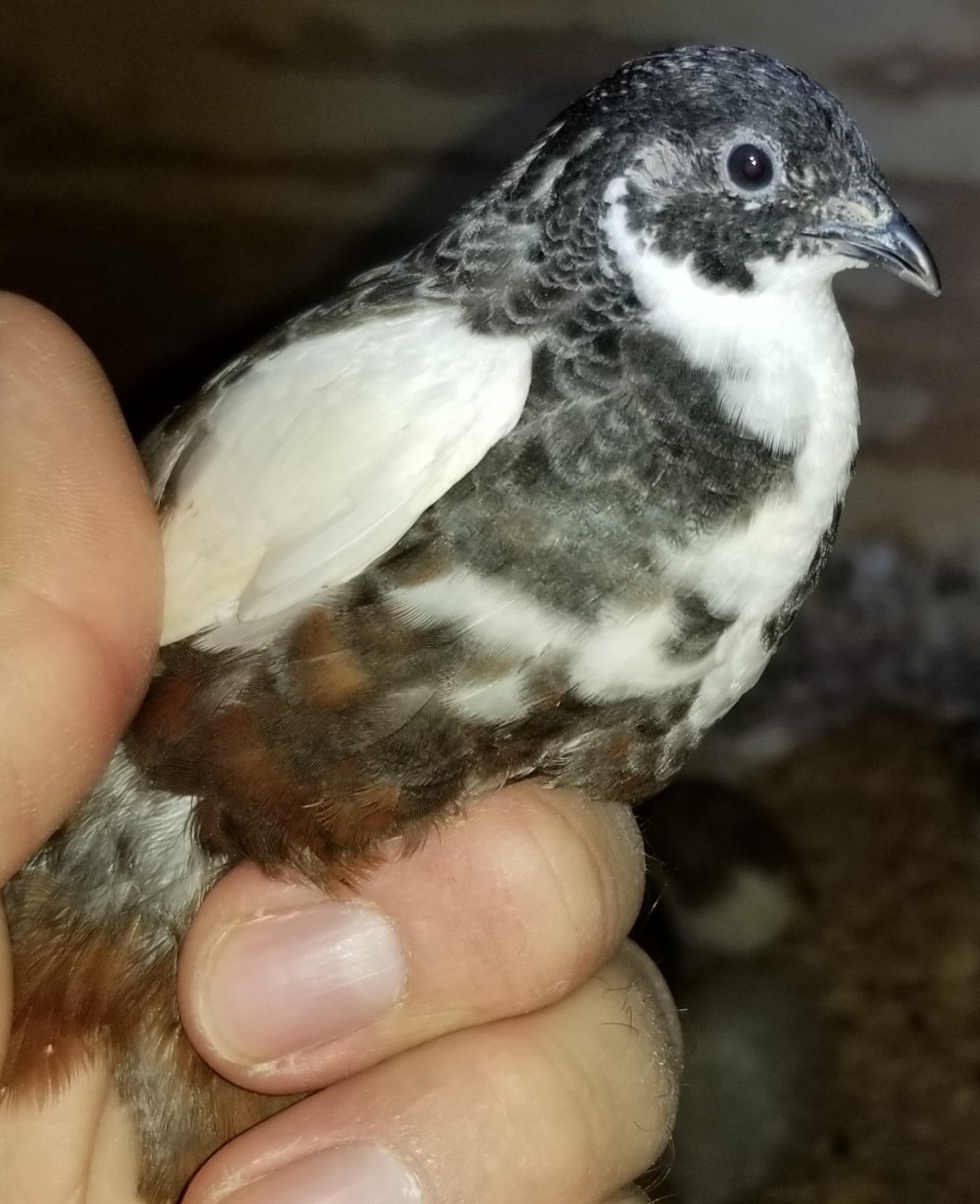 12 Button Quail Hatching Eggs