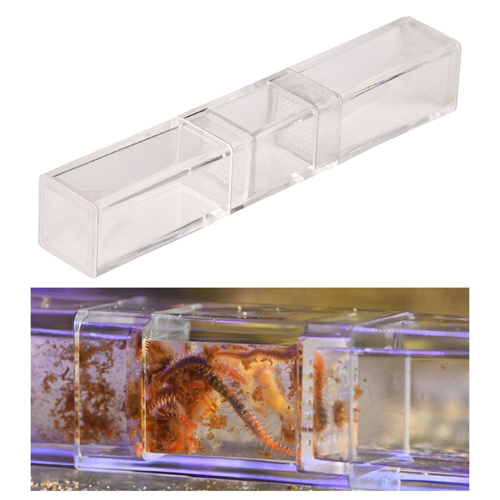 Leeches Catcher Planaria Trap Flatworm Trap