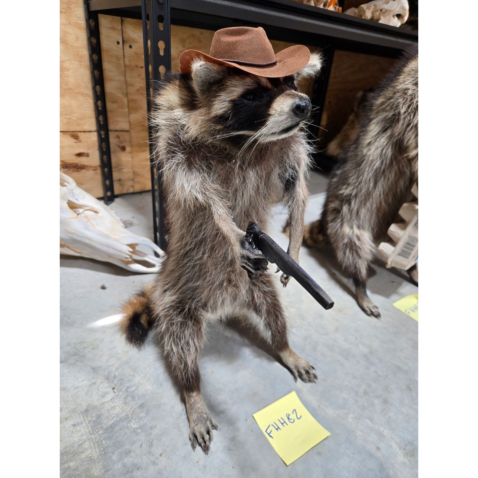 FHHC2 - raccoon taxidermy mount