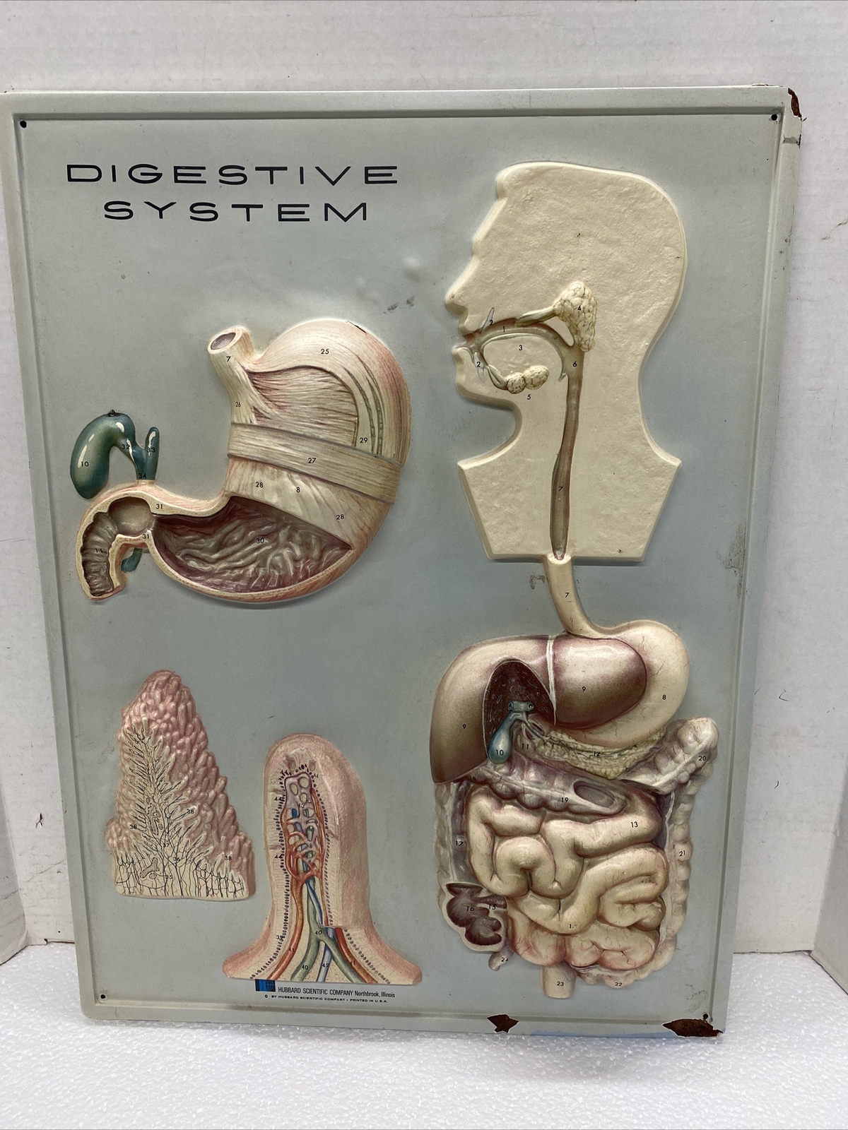Vintage Hubbard Human Scientific Digestive System  Display 18" by 24"  EDS-04