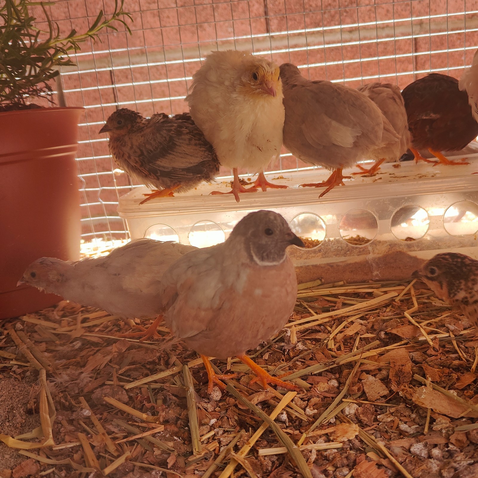 8+  Exotic Mystery Pack RARE Button Quail Hatching Eggs Chinese Painted SPECIAL
