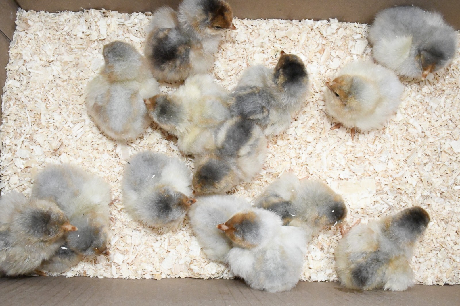 10 Fertile Blue-laced Red Wyandotte eggs