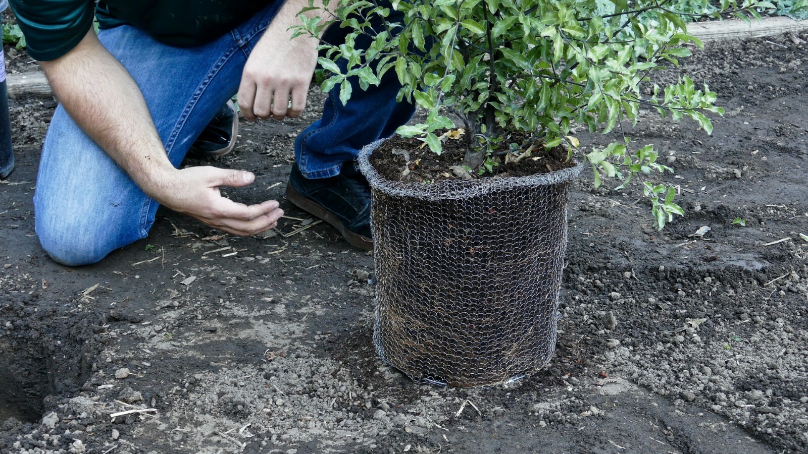 2-Gallon Digger's RootGuardTM Speed Baskets, Gopher Wire Baskets 2-Pack