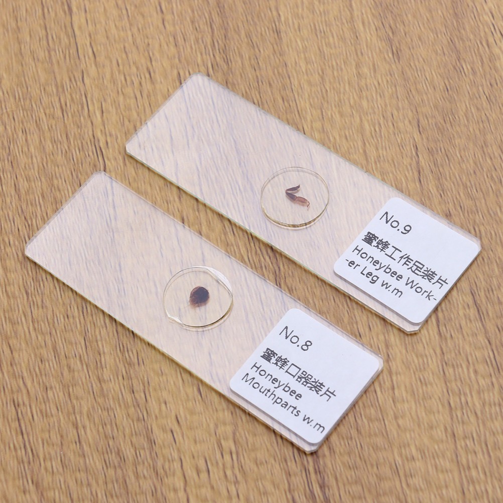 10 PCS/Set Insect Observation Tool Prepared Microscope Sample Slides Kit