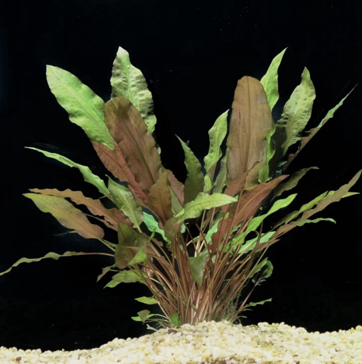 Buy 2 Get 1 FREE - Cryptocoryne wendtii 'Mi Oya' - Live Plants
