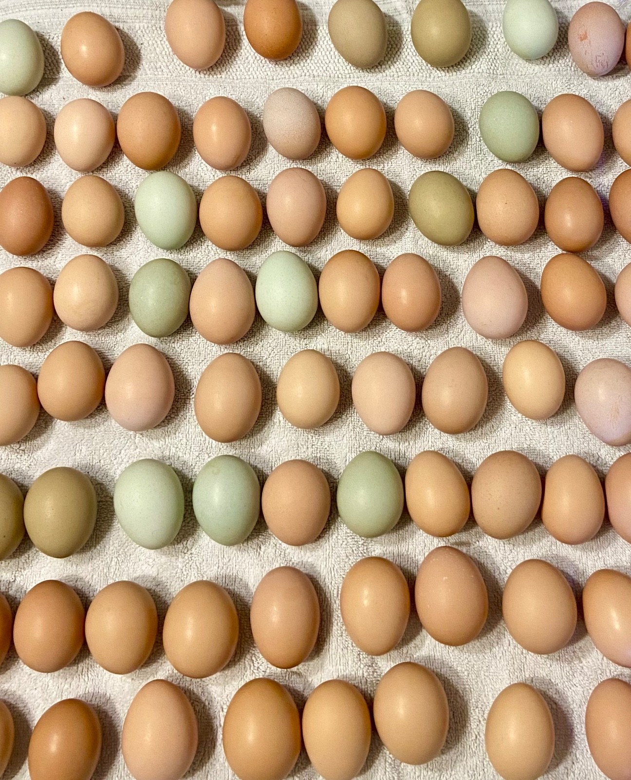 Hatching Eggs, (12), Mixed Chicken Barnyard Flock, Wyandotte, Easter E etc.