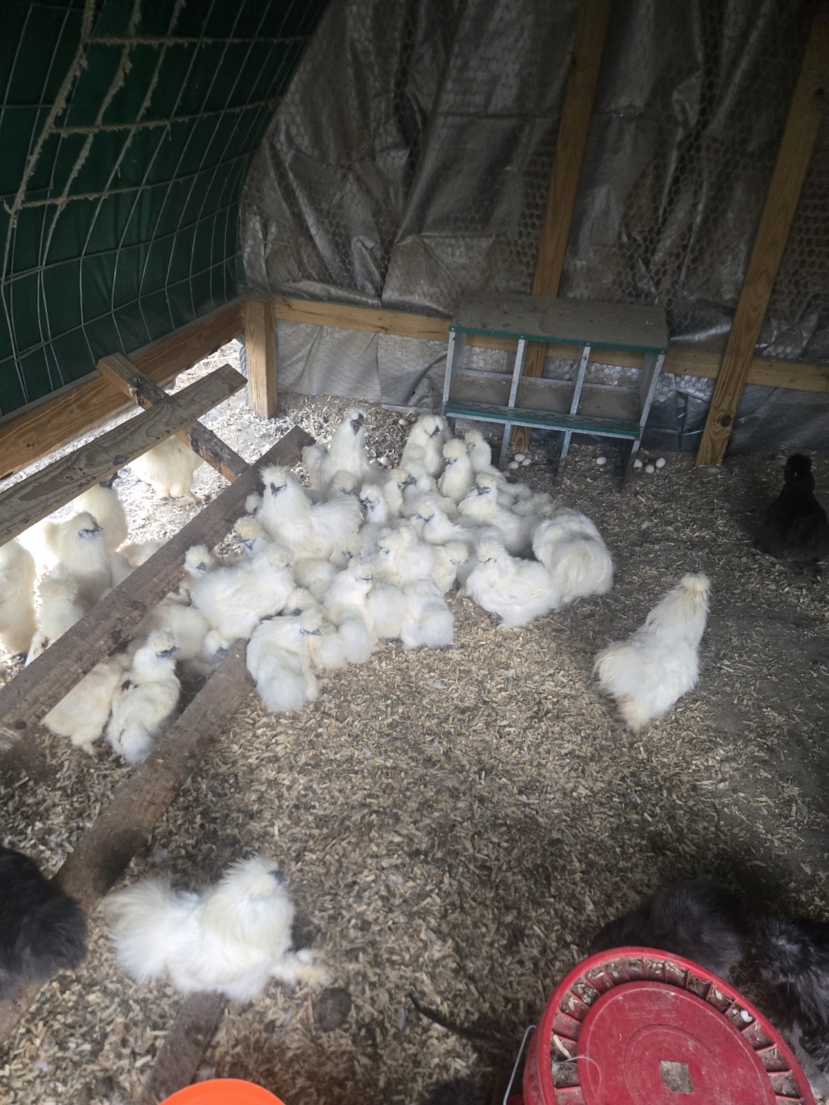 Silkies Chicken Hatching Eggs 12 Plus 2 Extra. Mixed Blue And White.