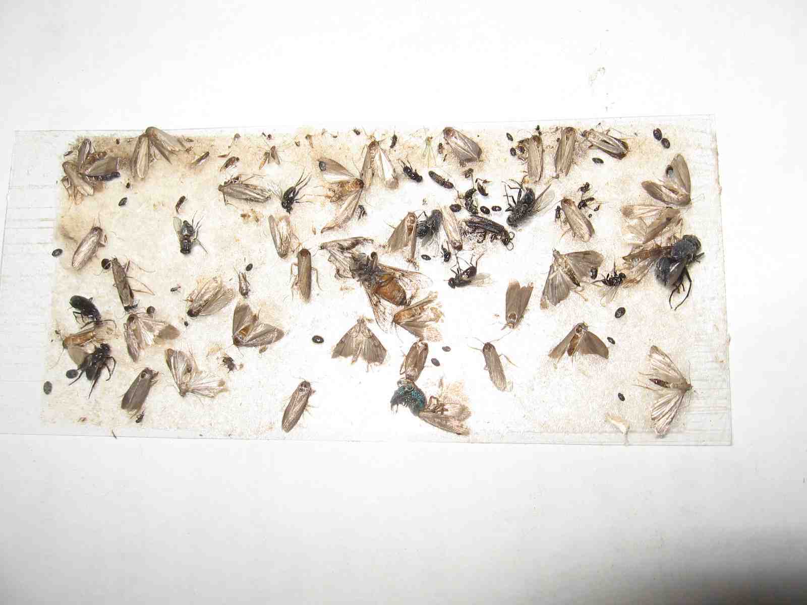 8 pk  Fly Trap / Strip / Tray.   Window / Floor. Catch flying, crawling insects