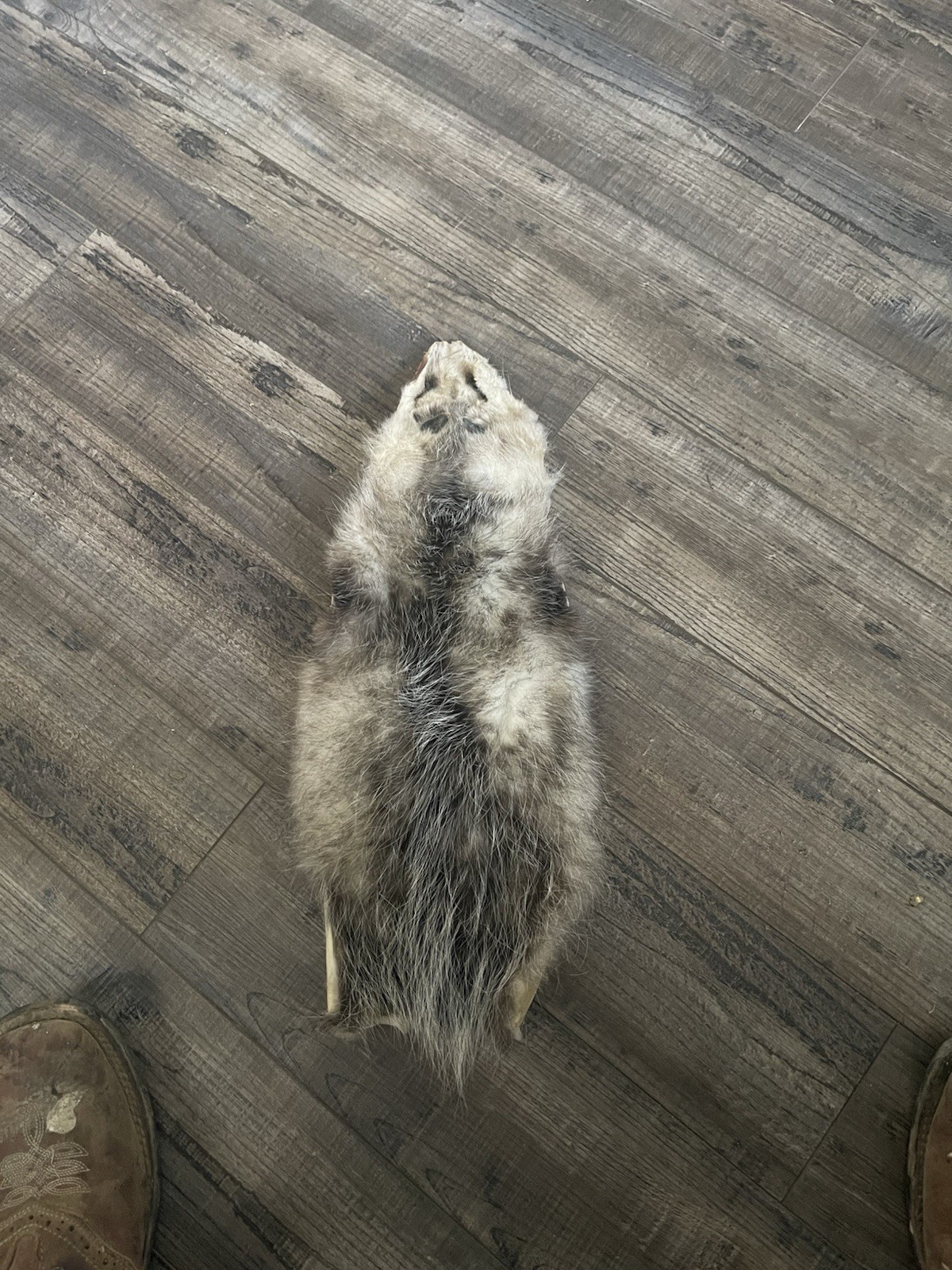 Dried Opossum Hide Not Tanned